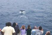-Dominica___Whale_Watching_.jpg.webp