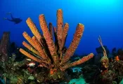 -NoseReef-_.jpg.webp