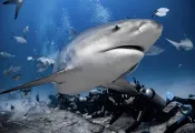 . BullSharkWithDivers_BaalcheProyectoAzul.jpg.webp