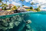 _SeaTurtle_Makena_Maui_Renee_Capozzola.jpg.webp