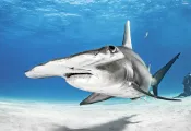 BELOW_SURFACE_TOBIAS_FRIEDRICH__BELOW_SURFACE_TOBIAS_FRIEDRICH___I___edit.jpg.webp