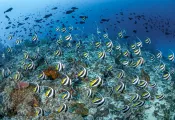 BELOW_SURFACE_TOBIAS_FRIEDRICH___I-Enhanced-NR__.jpg.webp