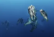 Bumphead-spawning-.jpg.webp