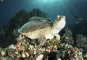 CourtesyRedSeaDivingSafari-Ahmed-Helal-early-morning-turtle.jpg.webp