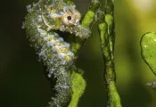 DwarfSeahorse_StaceyHenderson---Stacey-Henderson.jpg.webp