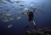 FGBNMS-DiverAndAmberjacks-ScottBauer   .jpg.webp