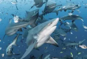 FIJI---Enhanced-NR-Edit.jpg.webp