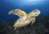 Imaging-Explained-May--Blue-WaterBG--Image.jpg.webp