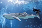 Journey-with-Gentle-Giants_edit.jpg.webp