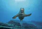 KauaiNiihau_SeasportDivers_LowRes-.jpg.webp