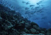 KristinPaterakis_Galapagos_WolfIsland-.jpg.webp