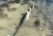 Norman_Sawfish.jpg.webp