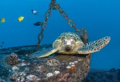 Oahu_Jennifer_Penner___IMG_-Edit.jpg.webp