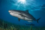 OceanImageBank_HannesKlostermann_.jpg.webp