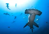 OceanImageBank_MasayukiAgawa_.jpg.webp