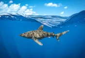 OceanicWhitetip_JayClue.jpg.webp