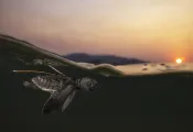 OliveRidleyBabyTurtle-DanielFlormann.jpg.webp