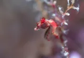 PADI   .jpg.webp