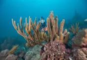 PIllarcoral_Paterakis_Providencia_Colombia_Tetes_PillarCoral-.jpg.webp