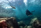 Paterakis_LaPaz_FourthElement_LosIslotes_SeaLions--.jpg.webp