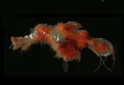Solenostomus snuffleupagus.jpg.webp