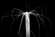 The-sea-anemone-Nematostella-vectensis-active-in-the-dark.-Raphael-Aguillon.jpg.webp