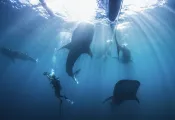 Whaleshark_Cites__.jpg.webp