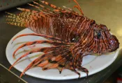 alabama-lionfish-derby.jpg.webp