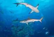 aqua-cat-shark-dive-brandi-mueller.jpg.webp