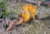 blueheronbridge_seahorse_guybryant_shutterstock_.jpg.webp