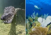 cuba diving crocodile and sharks   .jpg.webp
