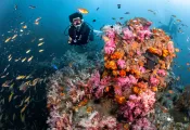 divingthailand_Zephyr_p_shutterstock__.jpg.webp