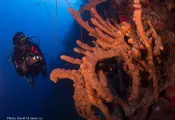 dominica-wall.jpg.webp