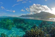 frenchpolyneisa_mooreadiving_vavea photography_shutterstock_.jpg.webp