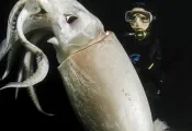 giant-squid.jpg.webp