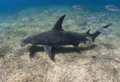 hammerhead-mating-scars.jpg.webp
