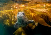 harborseal_Joe Belanger_shutterstock_.jpg.webp