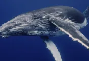 humpbackwhale_Stanislav Stelmakhovich_shutterstock_.jpg.webp