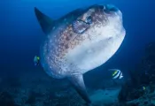 indonesia-biodiverse-diving.jpg.webp