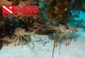 lobster__dan.jpg.webp