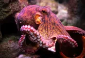 octopuscolor_shutterstock_.jpg.webp
