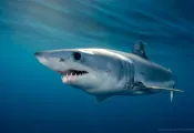 project-aware-mako-shark-sept-.jpg.webp