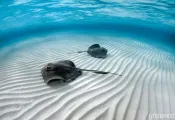safe_to_dive_with_stingrays_ask_dan_.jpg.webp