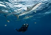 scuba_diving_with_sharks_gear_picks_spd.jpg.webp