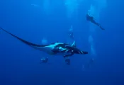 socorro-manta-shutterstock_.jpg.webp