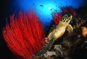 spd_bestplaces_png_wide_hawksbill-sea-turtle-.jpg.webp