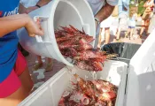 spd_lionfish_m-.jpg.webp