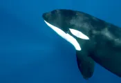 swimmingwithorcabajamexico_kristinpaterakis_.jpg.webp