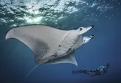 thumbnail-hawaii-island-scuba-diving.jpg.webp