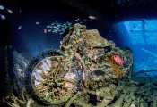 ti-dynamic-dive-sites.jpeg.webp